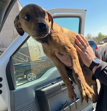 A471856, an adoptable Hound in Oklahoma City, OK