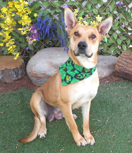 FOXY, an adoptable Hound in Oklahoma City, OK