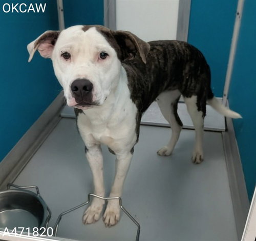 THOMAS, an adoptable Pit Bull Terrier in Oklahoma City, OK