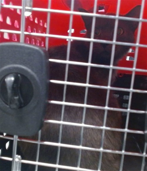 picture of the cat needing adoption
