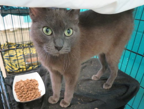 picture of the cat needing adoption