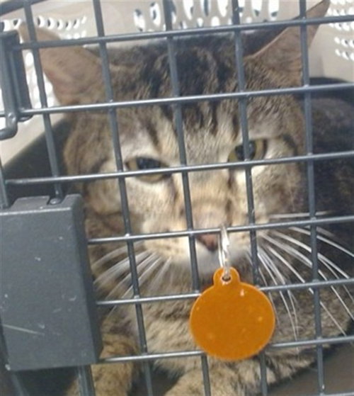 picture of the cat needing adoption