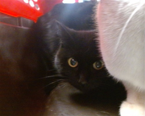 picture of the cat needing adoption