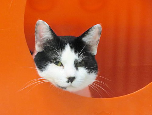 picture of the cat needing adoption