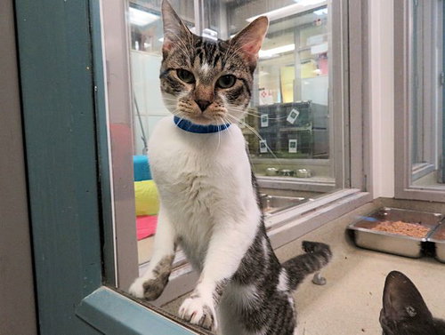 picture of the cat needing adoption