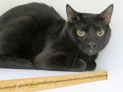 picture of the cat needing adoption