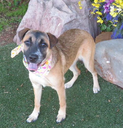 picture of the dog needing adoption
