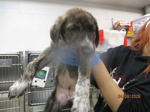 A472364, an adoptable Hound in Oklahoma City, OK