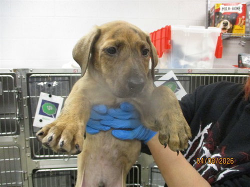 A472365, an adoptable Hound in Oklahoma City, OK