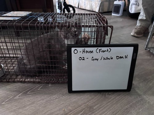 picture of the cat needing adoption