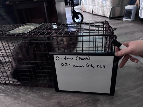 picture of the cat needing adoption