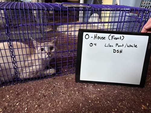 picture of the cat needing adoption