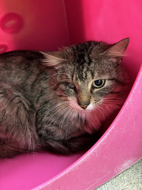 picture of the cat needing adoption