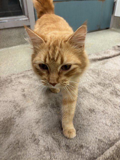 picture of the cat needing adoption