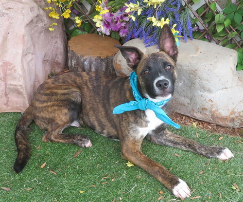 COMET, an adoptable American Pit Bull Terrier in Oklahoma City, OK