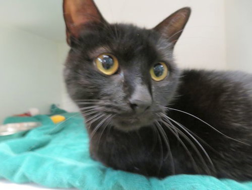 MELON, an adoptable Domestic Short Hair in Oklahoma City, OK