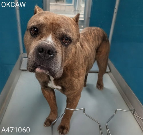 SHINER, an adoptable Pit Bull Terrier in Oklahoma City, OK