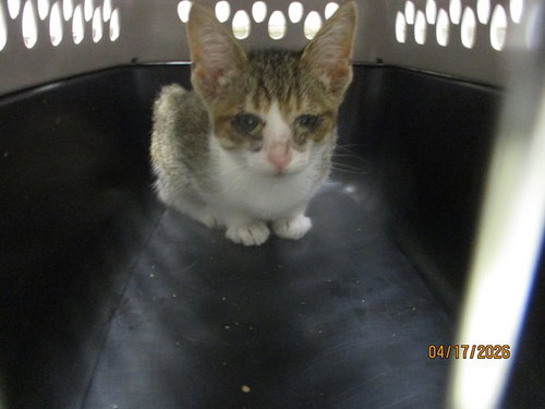 A472911, an adoptable Domestic Short Hair in Oklahoma City, OK