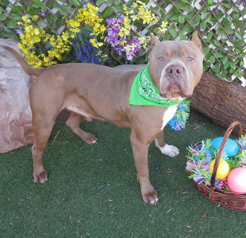BIG ED, an adoptable American Bulldog in Oklahoma City, OK
