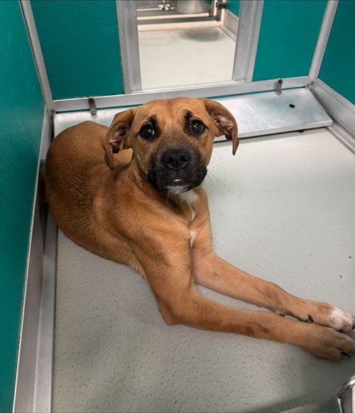 ROSE PETAL, an adoptable Boxer in Oklahoma City, OK
