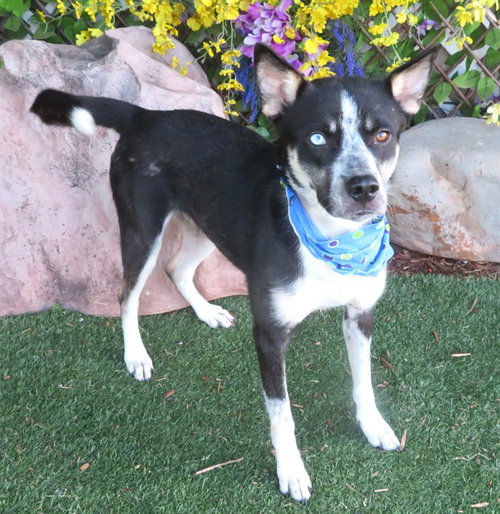 CARLY, an adoptable Australian Cattle Dog in Oklahoma City, OK