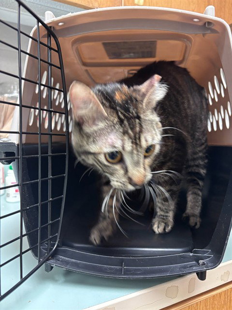 PEPPER, an adoptable Domestic Short Hair in Oklahoma City, OK