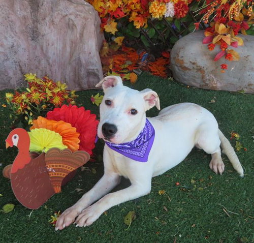 MILKSHAKE, an adoptable American Pit Bull Terrier in Oklahoma City, OK