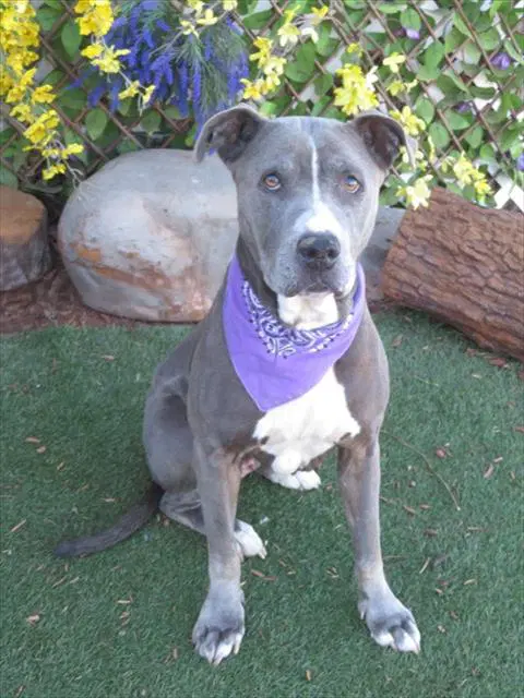 Bean - American Pit Bull Terrier