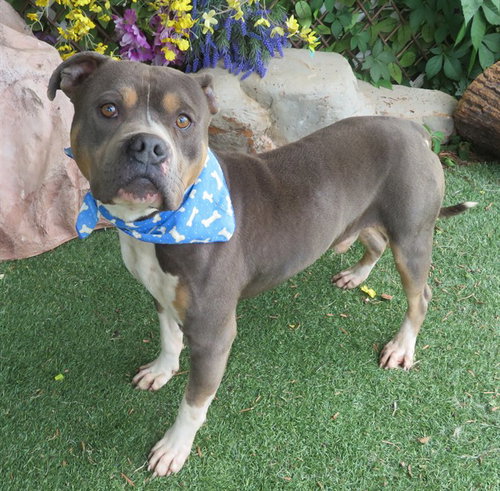 MELVIN, an adoptable American Pit Bull Terrier in Oklahoma City, OK