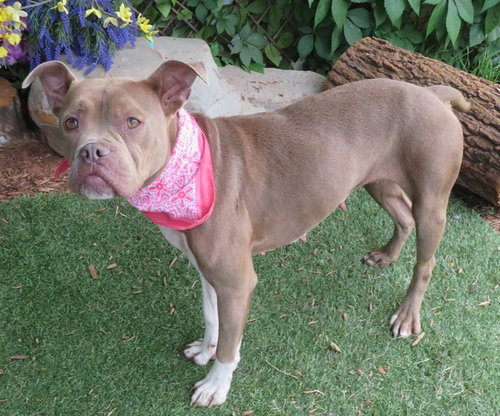 ROSEY, an adoptable American Pit Bull Terrier in Oklahoma City, OK