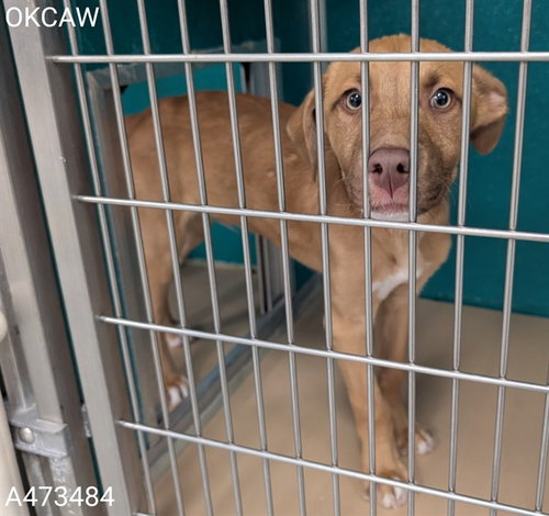 A473484, an adoptable Hound in Oklahoma City, OK