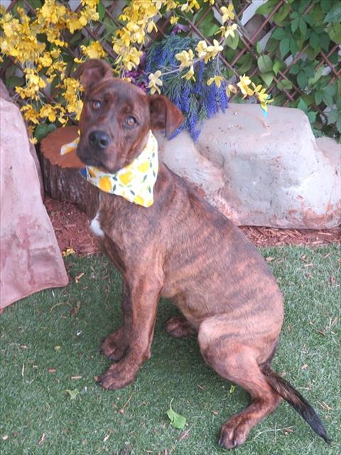 DIXIE, an adoptable Pit Bull Terrier in Oklahoma City, OK