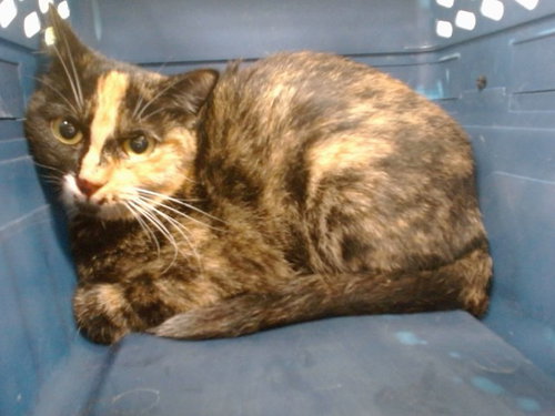 A473349, an adoptable Domestic Short Hair in Oklahoma City, OK