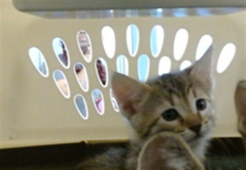 A473579, an adoptable Domestic Short Hair in Oklahoma City, OK