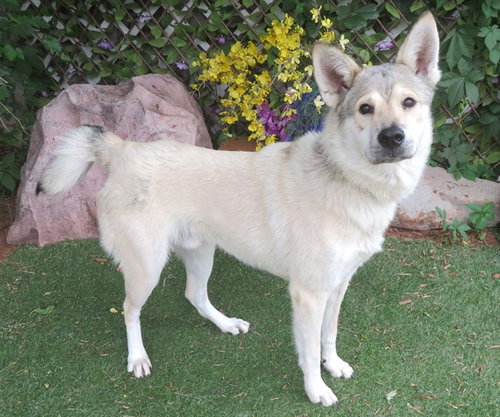 JINX, an adoptable Siberian Husky in Oklahoma City, OK