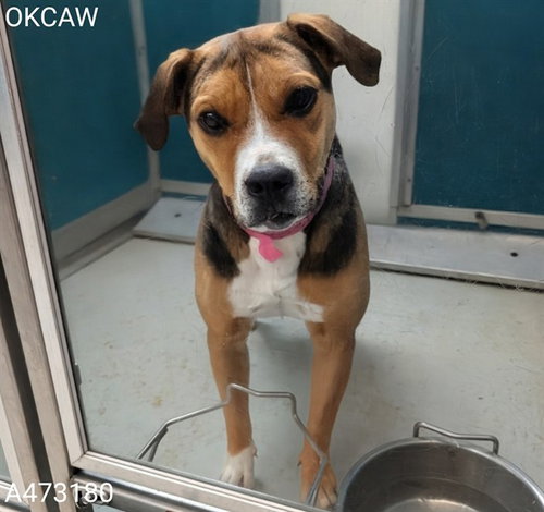 BUBBLES, an adoptable Boxer in Oklahoma City, OK