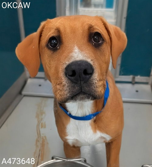 ELVIS, an adoptable Hound in Oklahoma City, OK