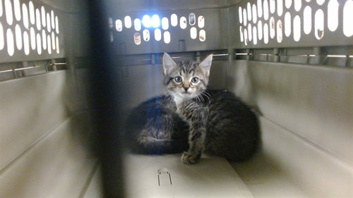 A473521, an adoptable Domestic Short Hair in Oklahoma City, OK