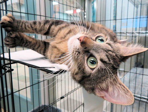 BEAR, an adoptable Domestic Short Hair in Oklahoma City, OK