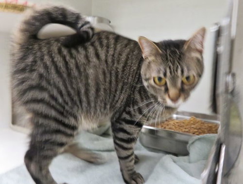 A473585, an adoptable Domestic Short Hair in Oklahoma City, OK
