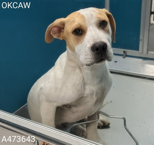 JIFFY, an adoptable Hound in Oklahoma City, OK