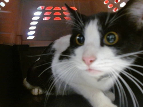 A473680, an adoptable Domestic Short Hair in Oklahoma City, OK