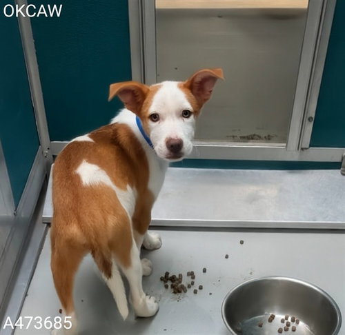 A473685, an adoptable Australian Cattle Dog in Oklahoma City, OK
