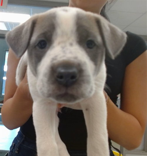 A473688, an adoptable German Shepherd Dog in Oklahoma City, OK