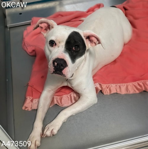 PATCH, an adoptable American Pit Bull Terrier in Oklahoma City, OK