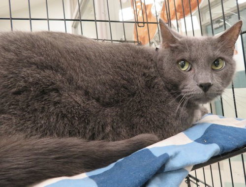 DANI, an adoptable Domestic Short Hair in Oklahoma City, OK