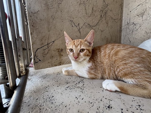 A473713, an adoptable Domestic Short Hair in Oklahoma City, OK