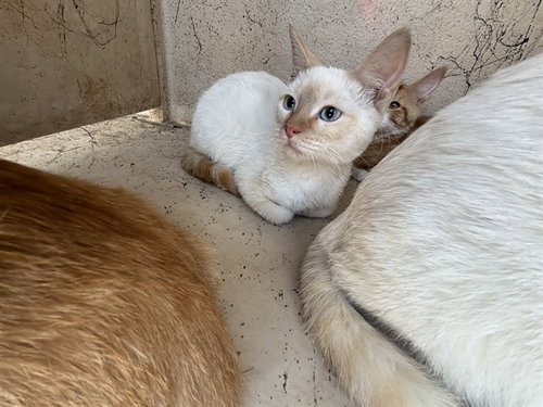 A473718, an adoptable Domestic Short Hair in Oklahoma City, OK