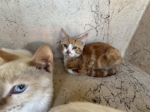 A473719, an adoptable Domestic Short Hair in Oklahoma City, OK