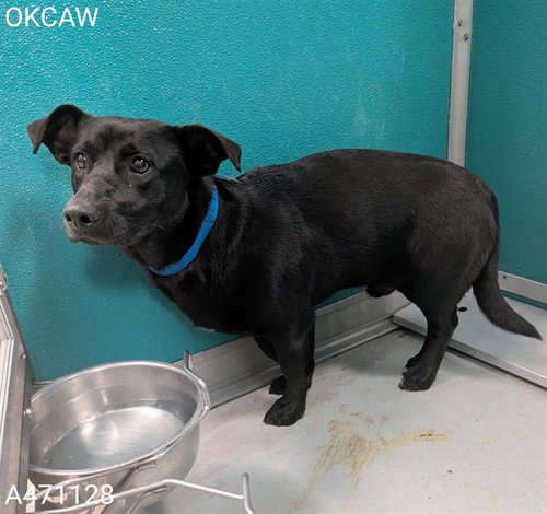 TACO - Dachshund available for adoption